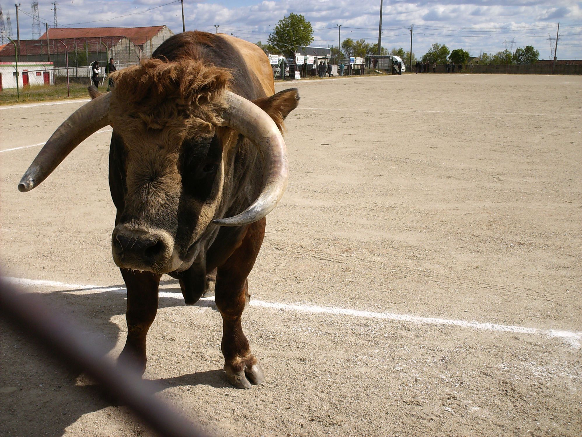 RAÇA DA VACA MIRANDESA BACA MIRANDESA La raça de baca mirandesa ye ua de las maiores riquezas de l Praino…