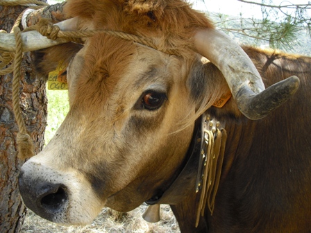 PLANALTO MIRANDÊS - VIMIOSO VACA MIRANDESA A Cooperativa Agropecuária Mirandesa (CAPM) lançou no mercado uma…