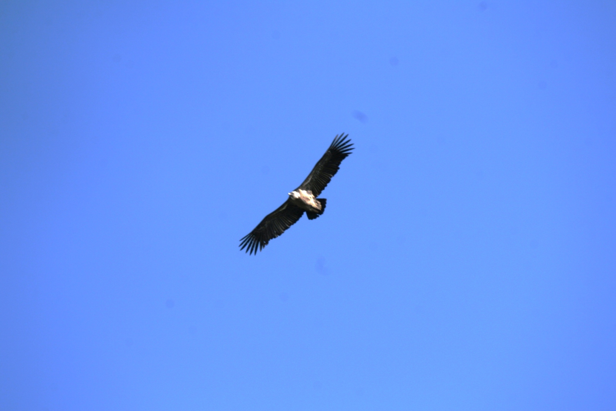 ABUTRES DO DOURO ABUITROS DE L DOURO Ye este l nome de l'ajuntouro de las motas, an mirandés i para alguas…
