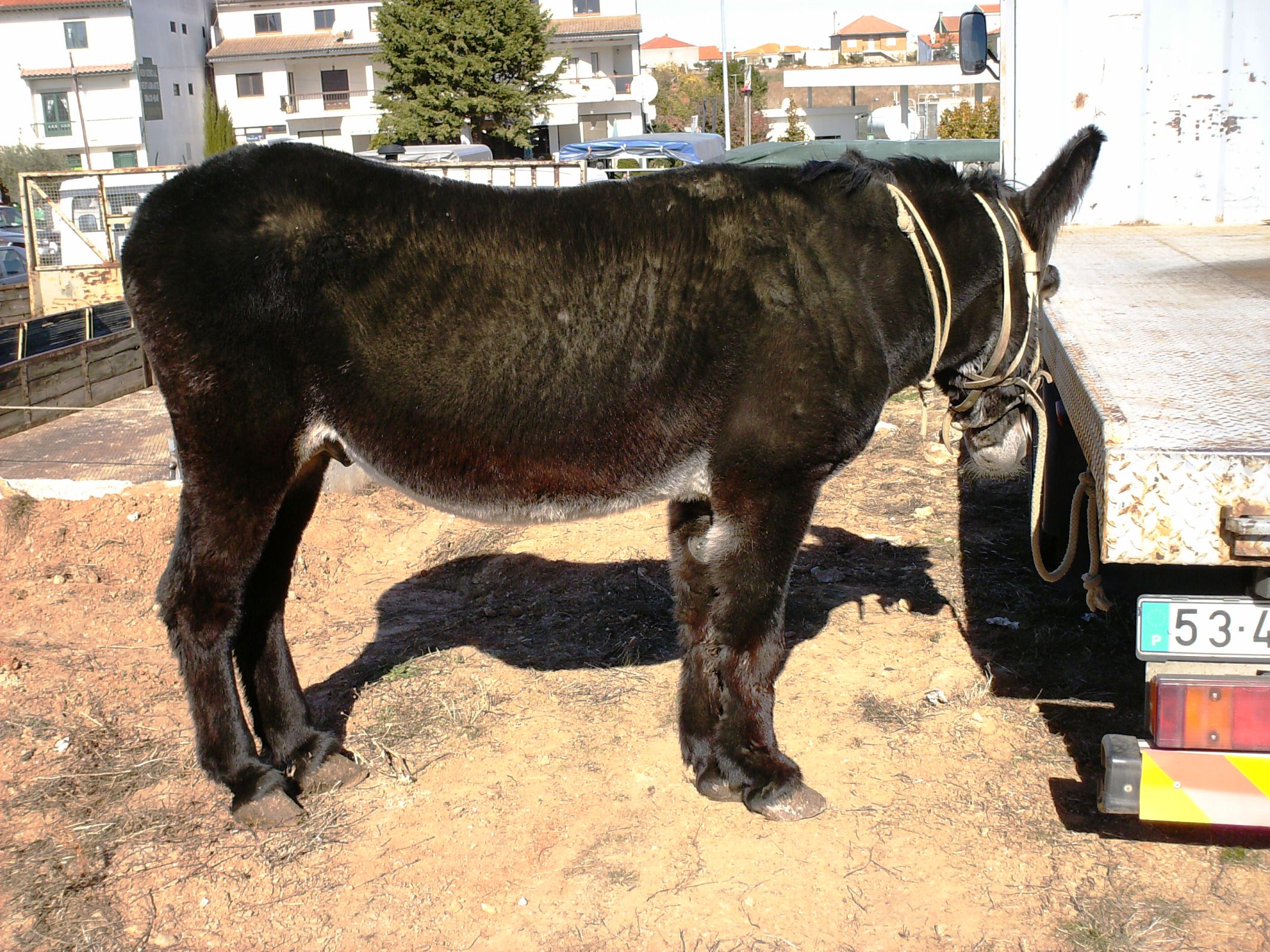 A FEIRA DOS BURROS LA FEIRA DE LS BURROS Era assi que se chamaba la feira del die 30, ls grazes era mais la…