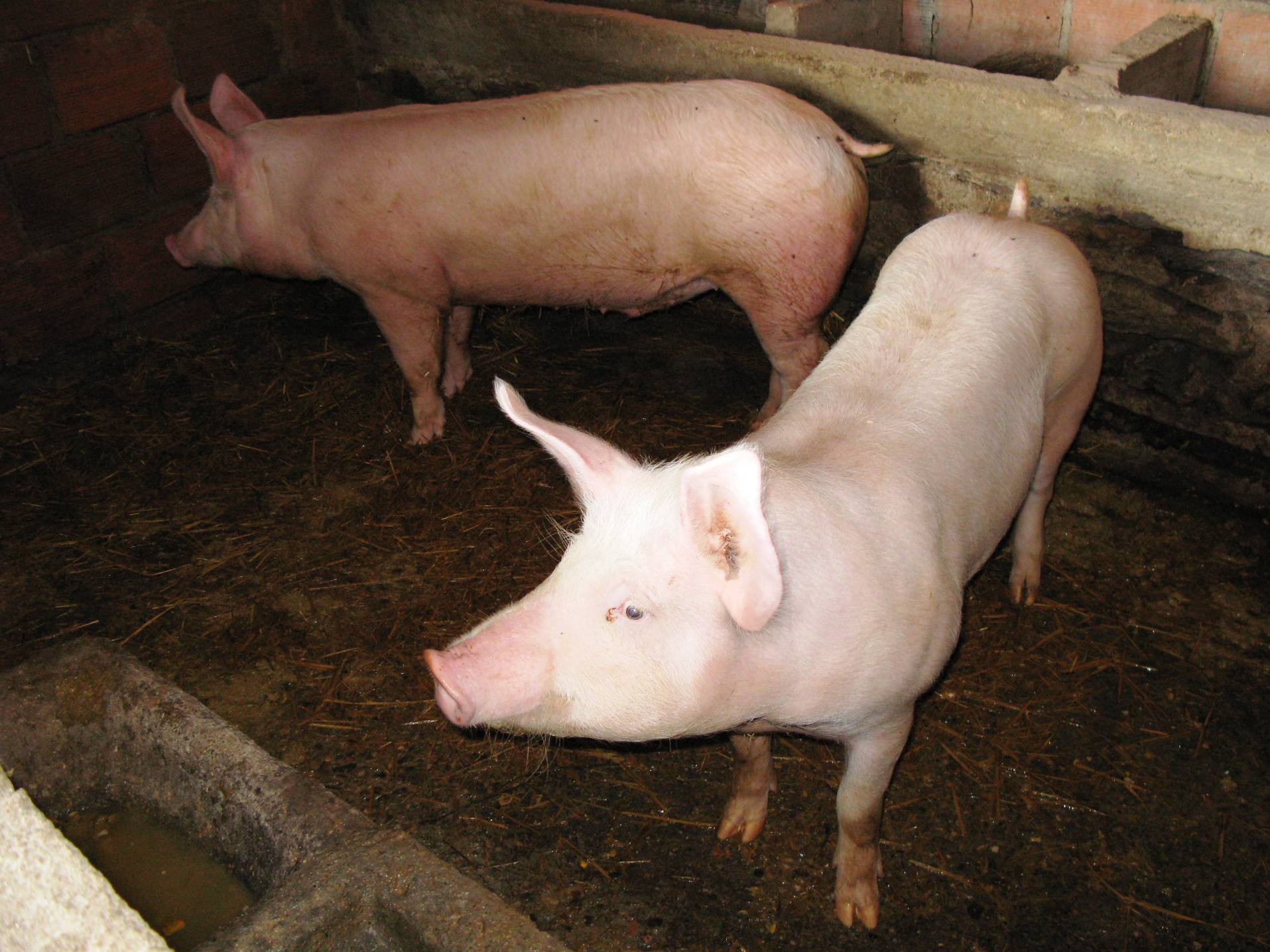 HÁ QUE ENGORDAR OS PORCOS HAI QUE CEBAR LS COCHINOS Stamos ne l tiempo de cebar ls cochinos porque l més de…