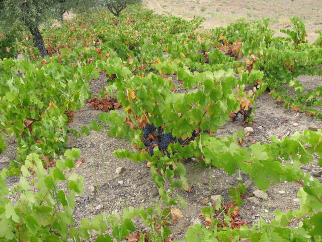 AS UVAS ESTÃO MADURAS LAS UBAS STAN MADURAS Las ubas este anho amadurórun mais cedo i fumos a certeficar esso…