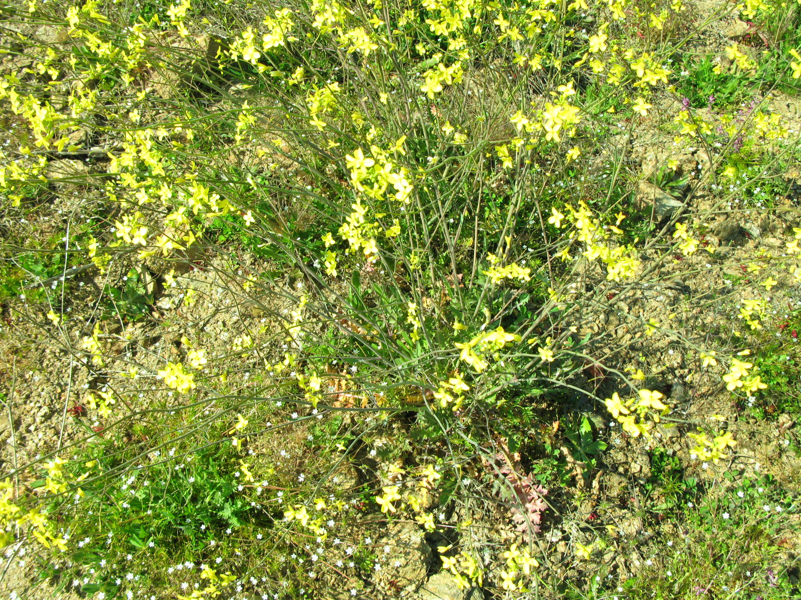 AS TERRAS ESTÃO CHEIAS DE MOURÕES LAS TIERRAS STAN CHENAS DE MOURONES Ibamos a tratar de uas almendreiras…