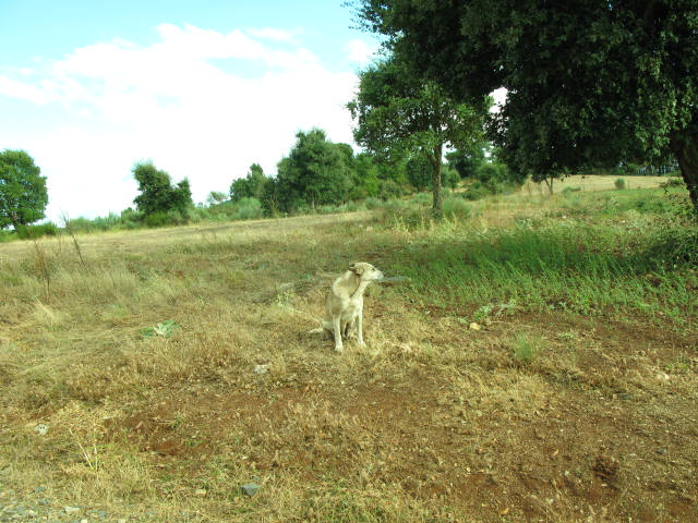 QUE FAZER DOS CÃES E GATOS ABANDONADOS? CANIL INTERMUNICIPAL DA TERRA FRIA Desde a sua abertura, há pouco…