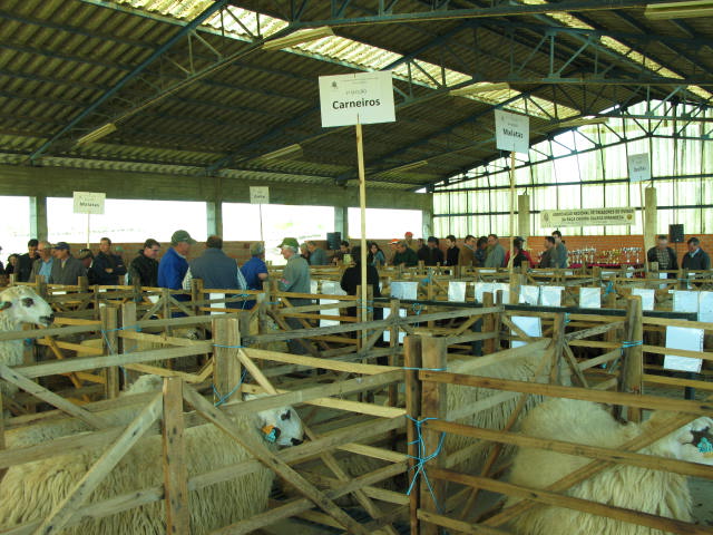 CONCURSO DA RAÇA CHURRA MIRANDESA MALHADAS Realizou-se em Malhadas mais um concurso de gado da raça Churra…