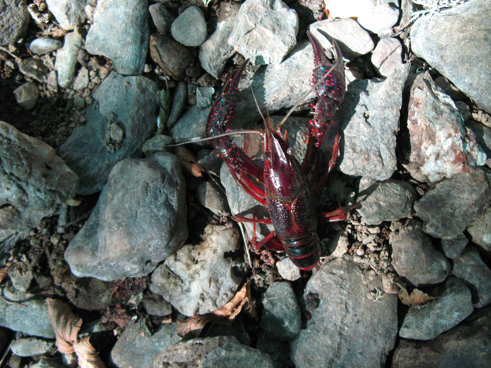 O LAGOSTIM VERMELHO TEIXEIRA O rio Angueira foi sempre um habitat natural do lagostim de água doce, mas com a…