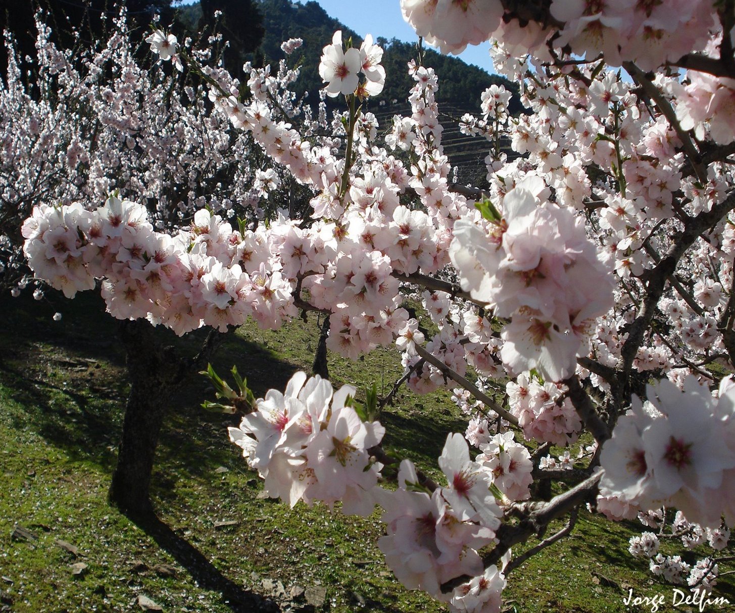 NORDESTE TRANSMONTANO AMENDOEIRAS EM FLOR O tempo frio e seco que se sente na região do Douro Superior está a…