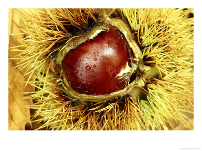 NOTÍCIAS DO NORDESTE Castanha dá milhões de euros A produção da castanha em Trás-os-Montes é o setor mais…