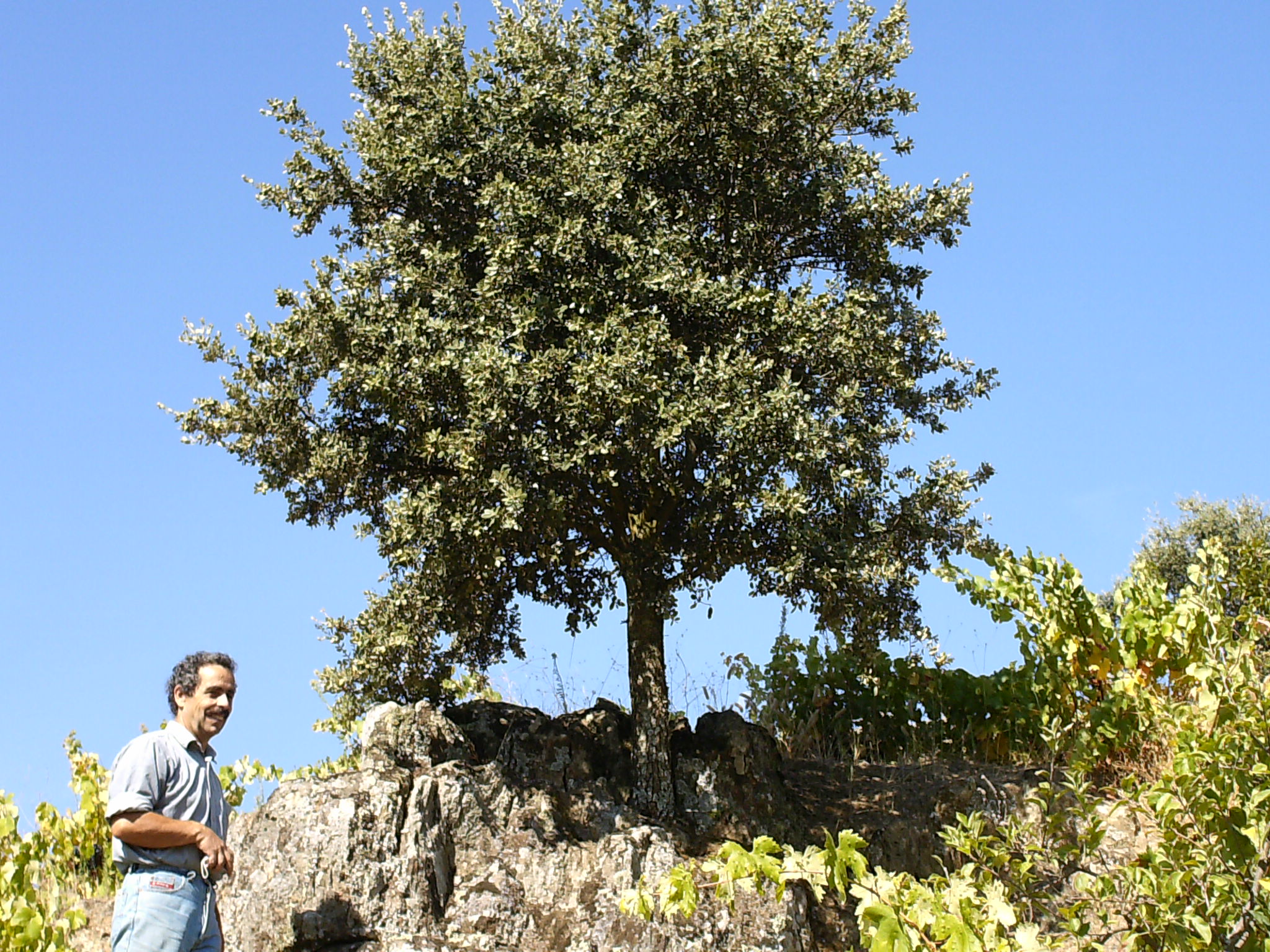 RECOLHA DAS CASTAS DE UVAS RECUOLHA DE LAS CASTAS DE UBAS Onte i hoije andubimos a fazer ua recuolha de…