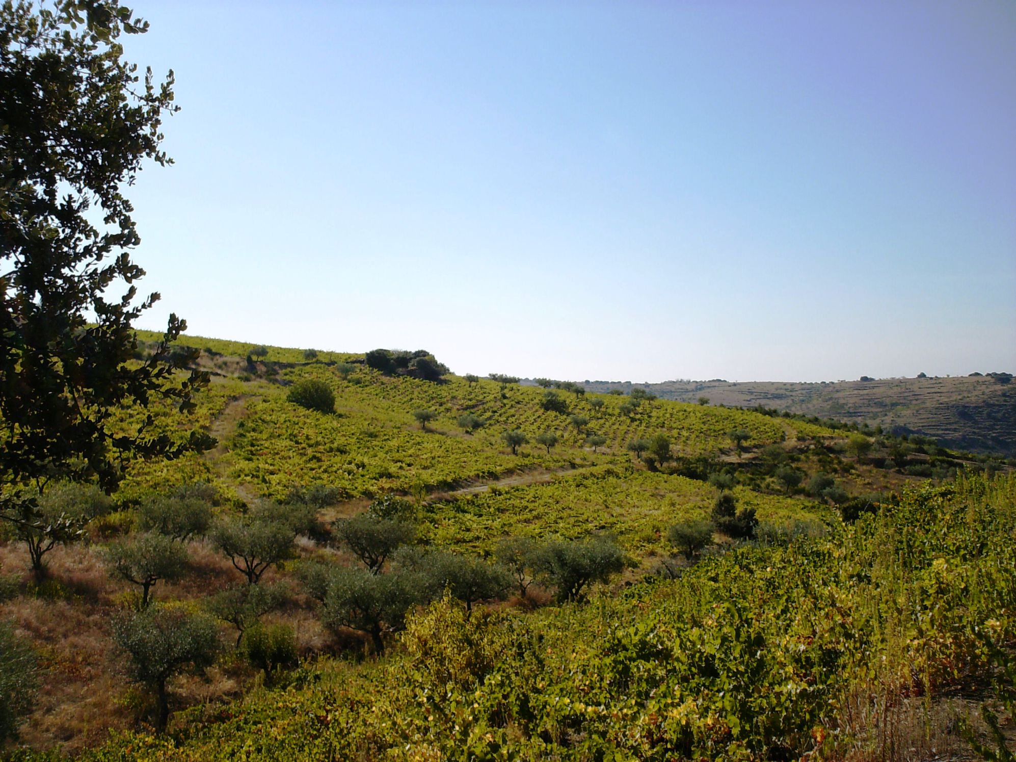 O ARRANQUE DAS VINHAS L ARRANQUE DE LAS BINHAS Ten sido un porblema para la giente, la diretiba de la EU…