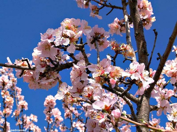 AMENDOEIRAS EM FLOR Em Figueira de Castelo Rodrigo e Mogadouro, em Vila Nova de Foz Côa e Vila Flor, em…