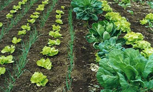 PLANALTO MIRANDÊS A autarquia de Miranda do Douro, através do Gabinete de Apoio ao Agricultor e Empreendedor…