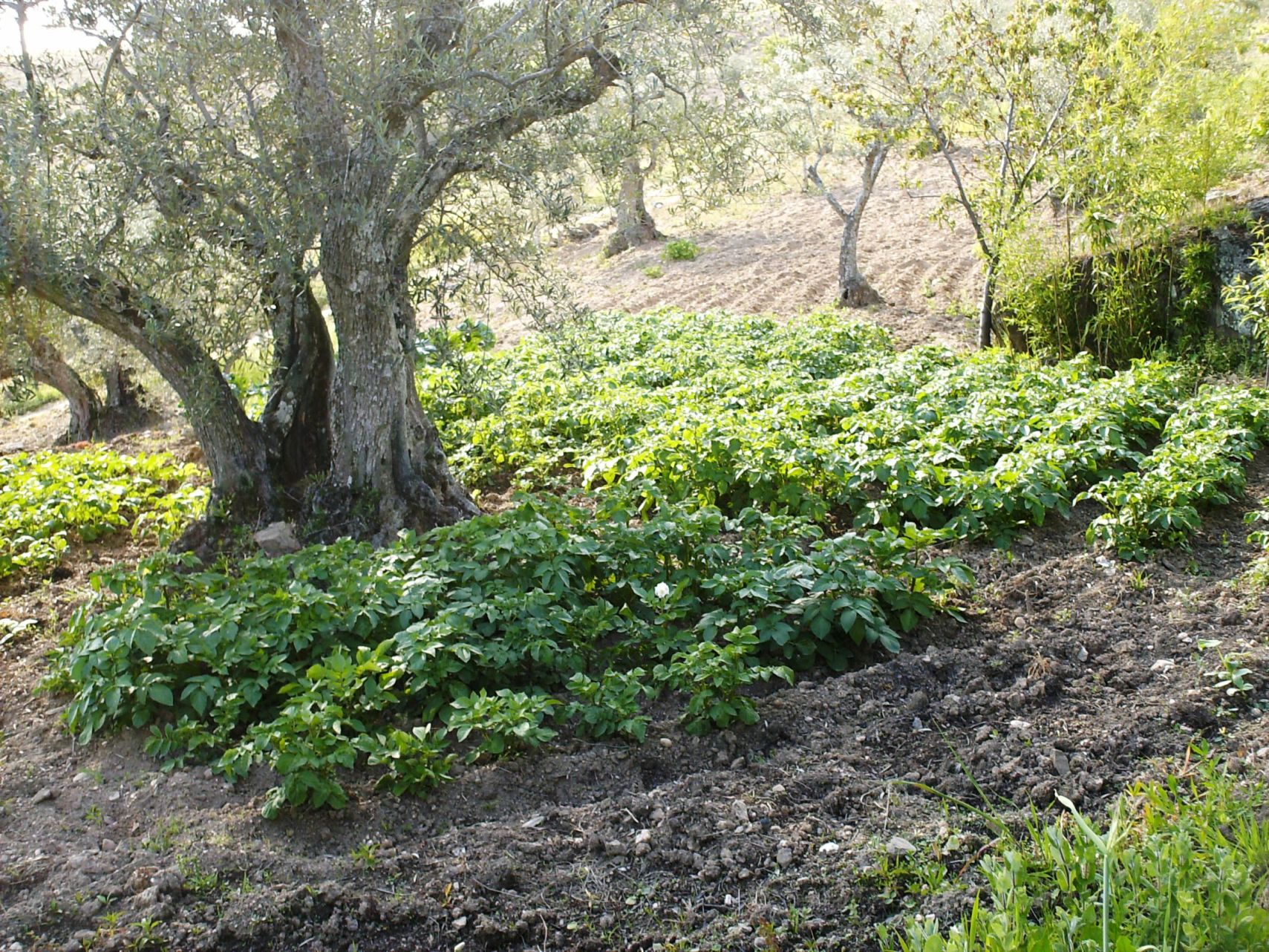 AGRICULTURA FAMILIAR LABOURA FAMILHAR Quando l porblema de la fame i la globalizaçon son ls temas mais…