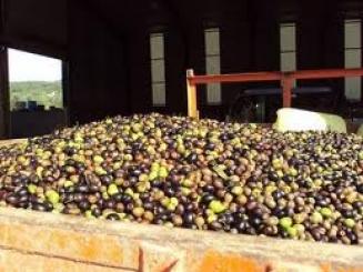 PRODUÇÃO DE AZEITE Mogadouro: Quebras de 30% na produção de azeitona no planalto mirandês Os produtores…