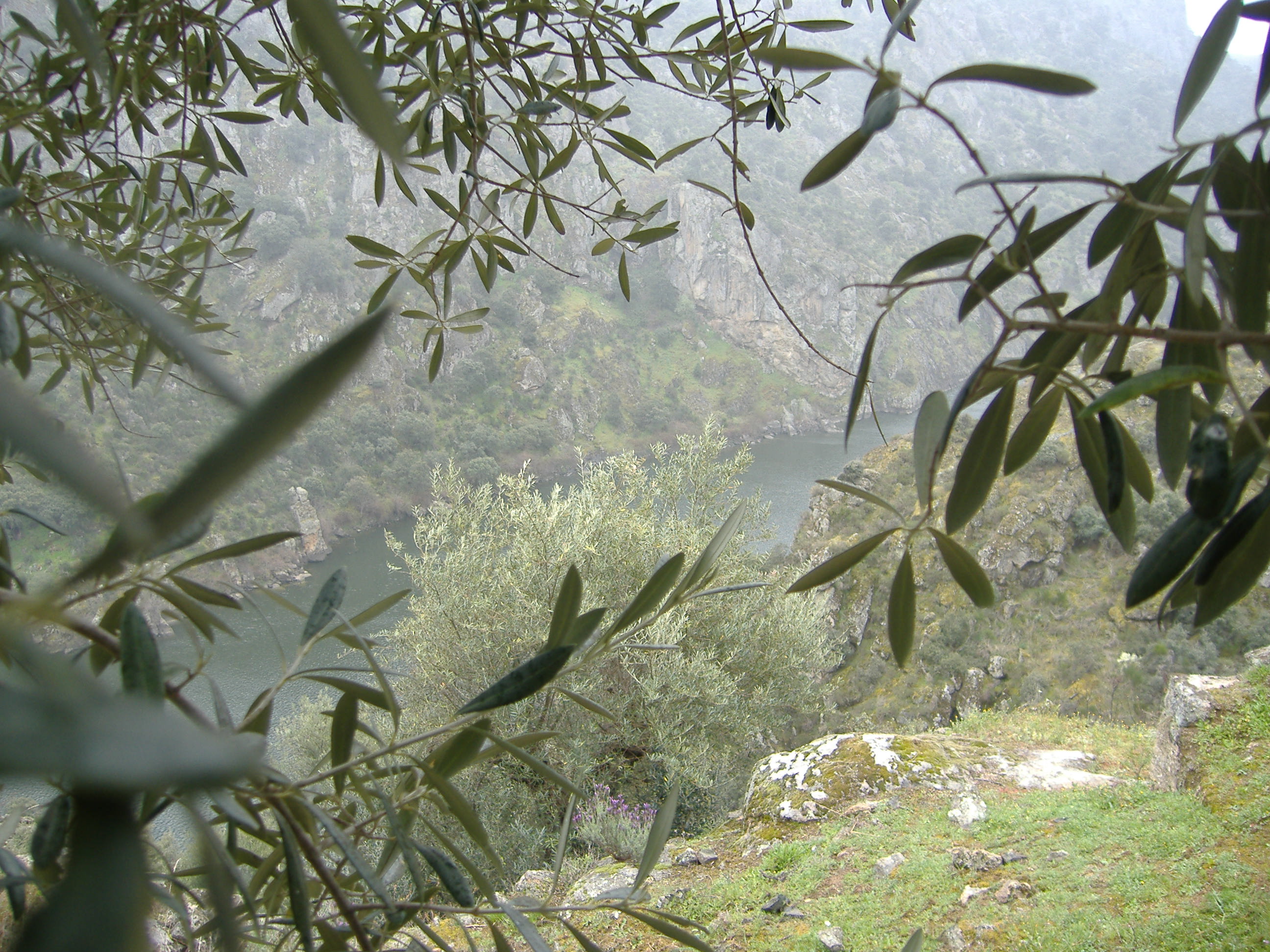 SENDIM AMBORAS DE L DIE As oliveiras já floriram. A chuva chegou para dar razão ao ditado popular: "Abril…