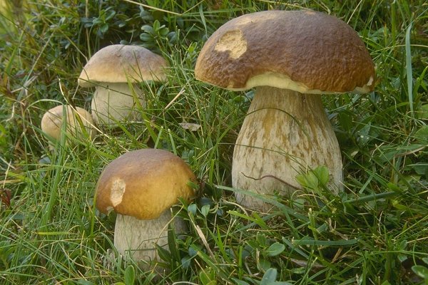 NOTÍCIAS DO PLANALTO - 29 DE OUTUBRO NUOBAS DAL PRAINO 12º. ENCONTRO MICOLÓGICO TRANSMONTANO Neste fin de…