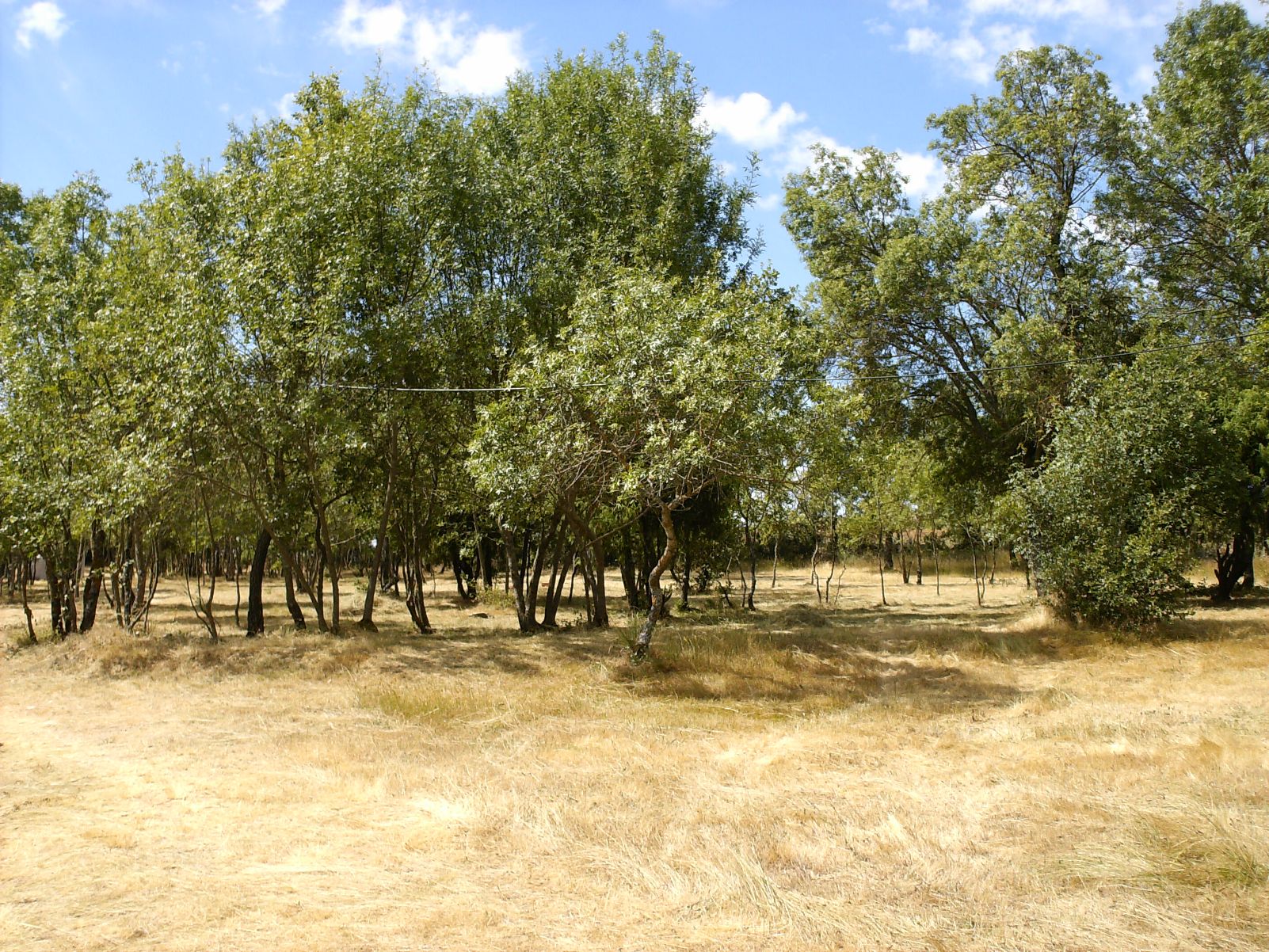 PARQUE DE CAMPISMO Un parque de campismo ye ua cousa que faç falta, inda que pequeinho, puis cada beç ye mais…