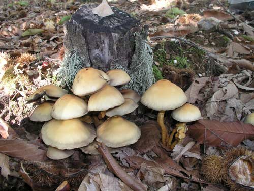 ATENOR COGUMELOS SÃO NOTÍCIA Os cogumelos passaram a ser uma das riquezas emergentes nestes últimos tempos…