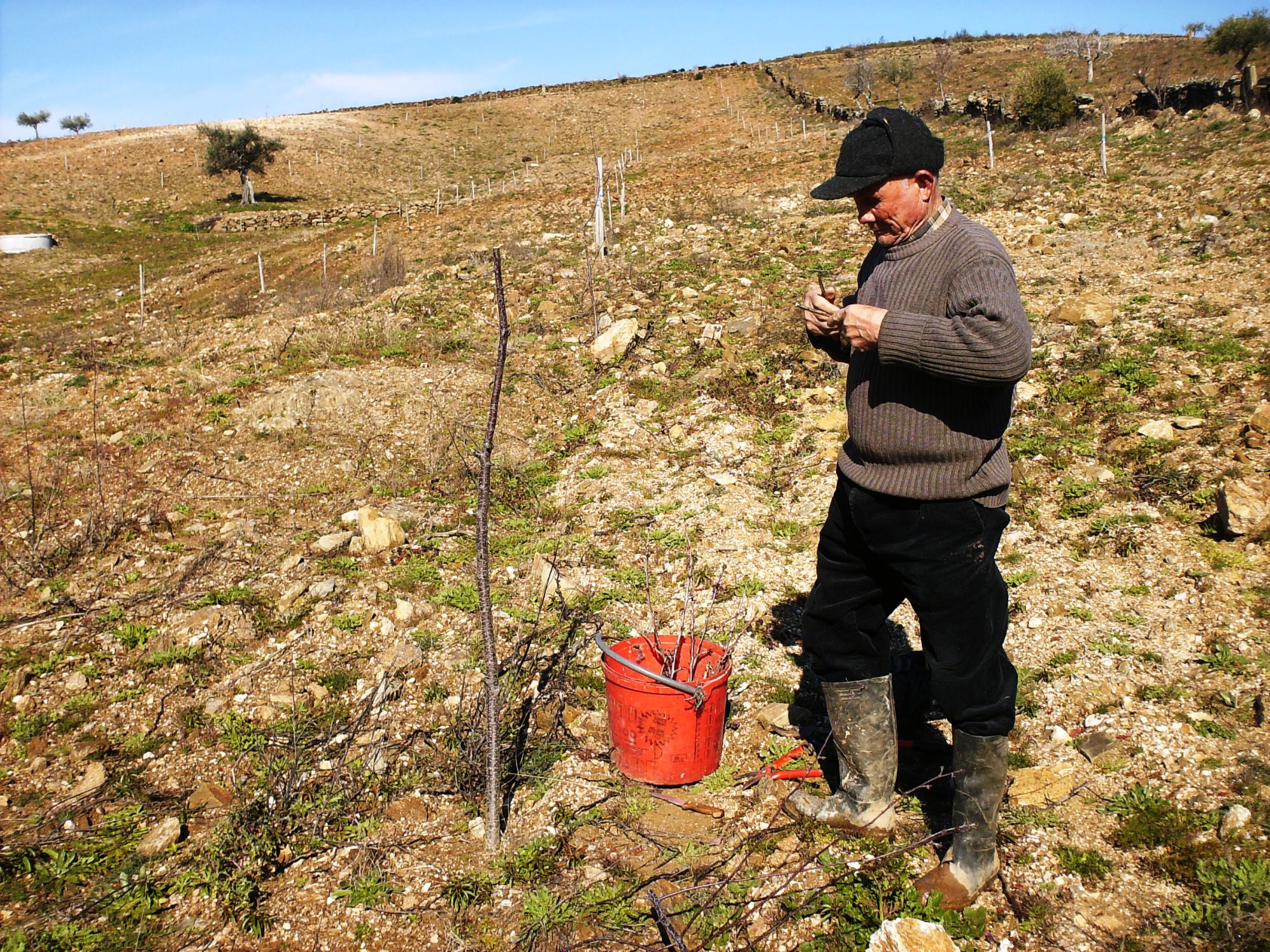 É TEMPO DE ENXERTAR YE TIEMPO D’ANXERTAR Zaparécen las niebes, yá la yerba torna a las prainadas, la fuolha a…