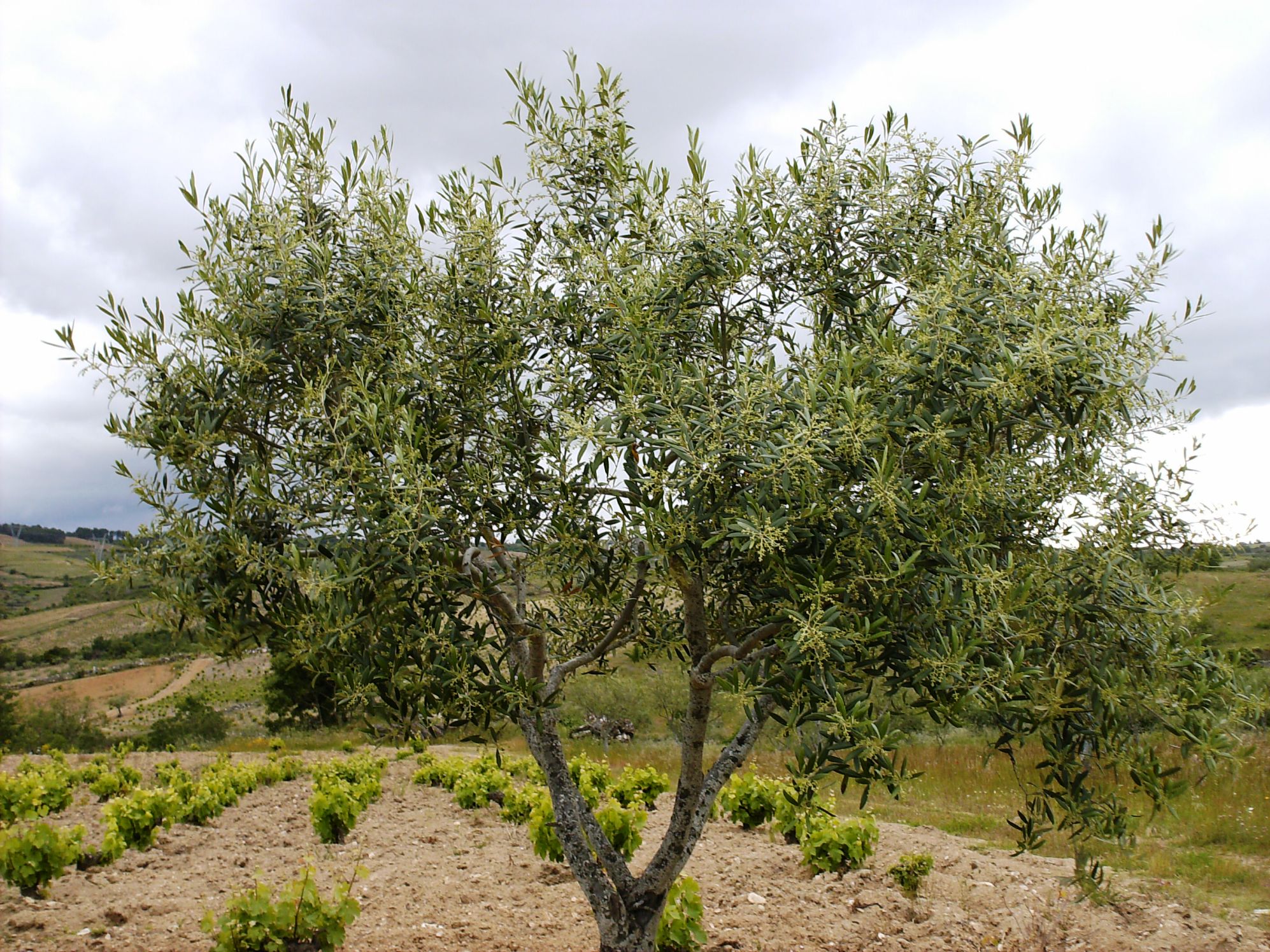 A FLOR DA OLIVEIRA LA FROL DE L’OULIBEIRA Le més de Maio ye le més de las froles i cumo dezie Machado, todas…