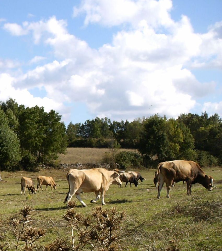 NOTÍCIAS DE 10-12-2010 AMBORAS DE L DIE – 10-12-2010 CARNE DE BACA MIRANDESA La Coperatiba Agro-Pecuária…