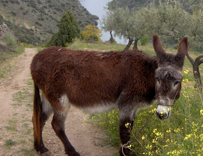 L Burro Mirandés