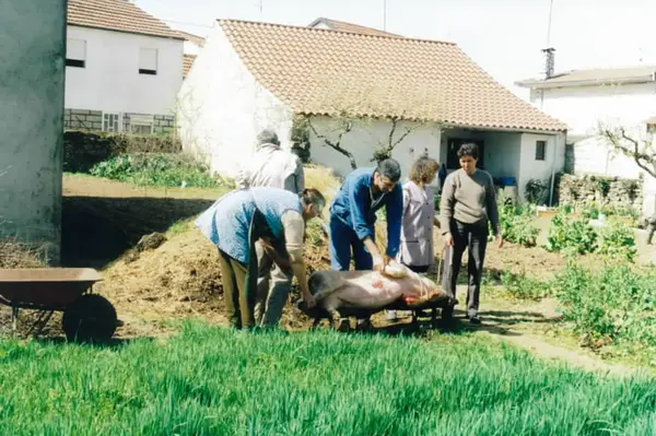 A matança do porco num lameiro, ao pé das casas