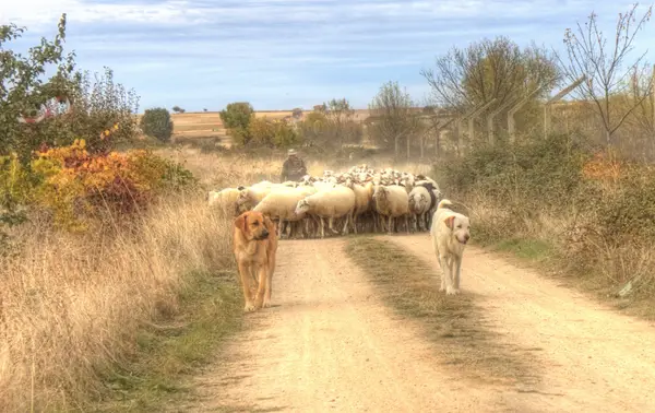 Um rebanho de ovelhas a vir pelo caminho de terra, com os cães à frente