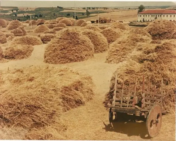 As medas de palha nas eiras, com um carro de bois à frente