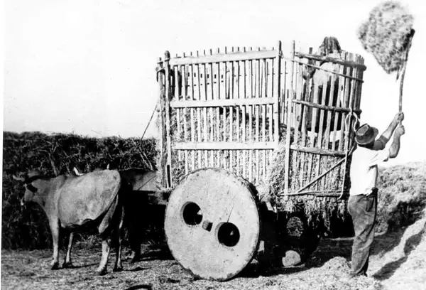 Carro de bois