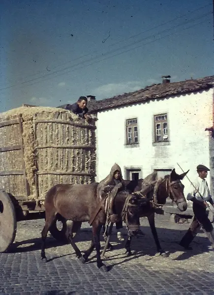 Carro de mulas