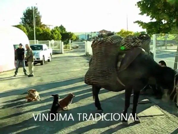 Vindima Tradicional 2012