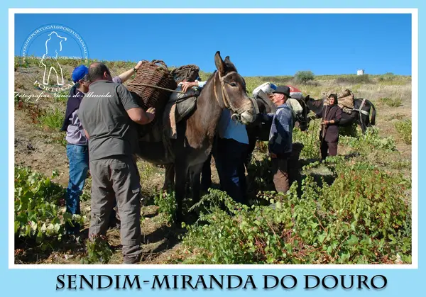 Vindima
