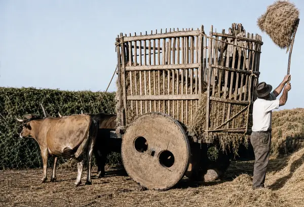Carro de bois a ser carregado de palha