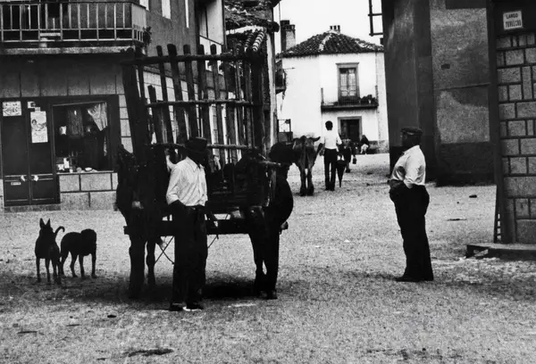 Um carro de mulas parado na rua de terra, com dois cães
