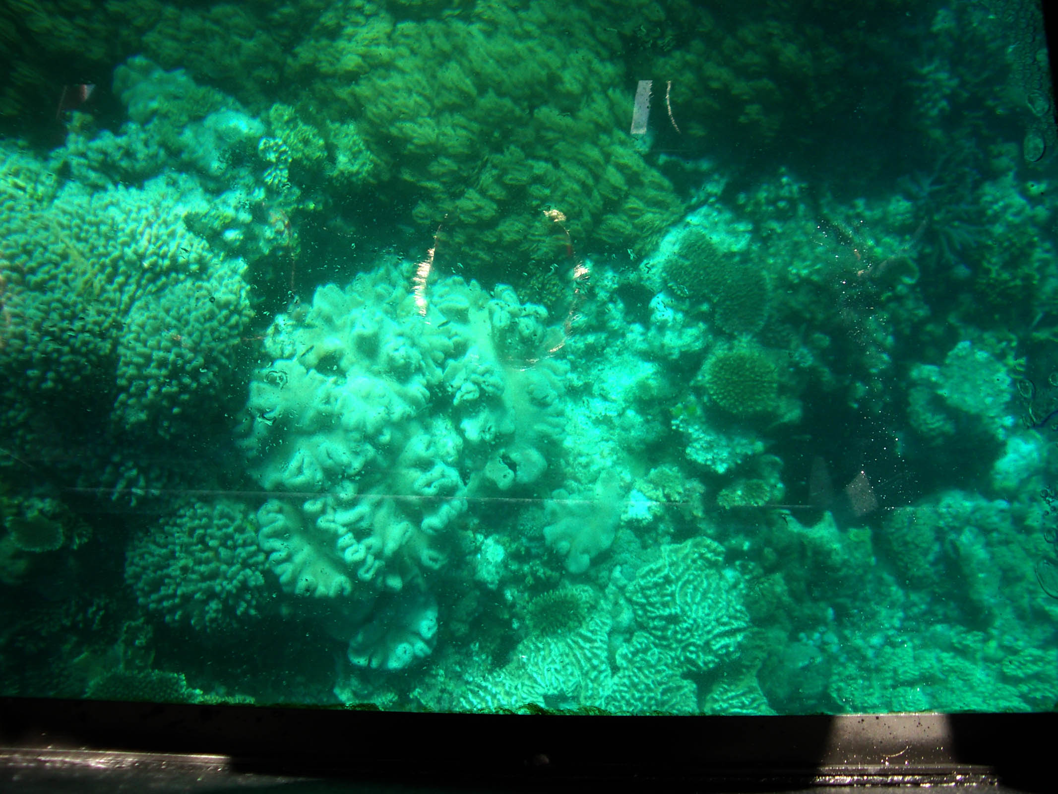 Aqui se pode ver as plantas da agua do mar