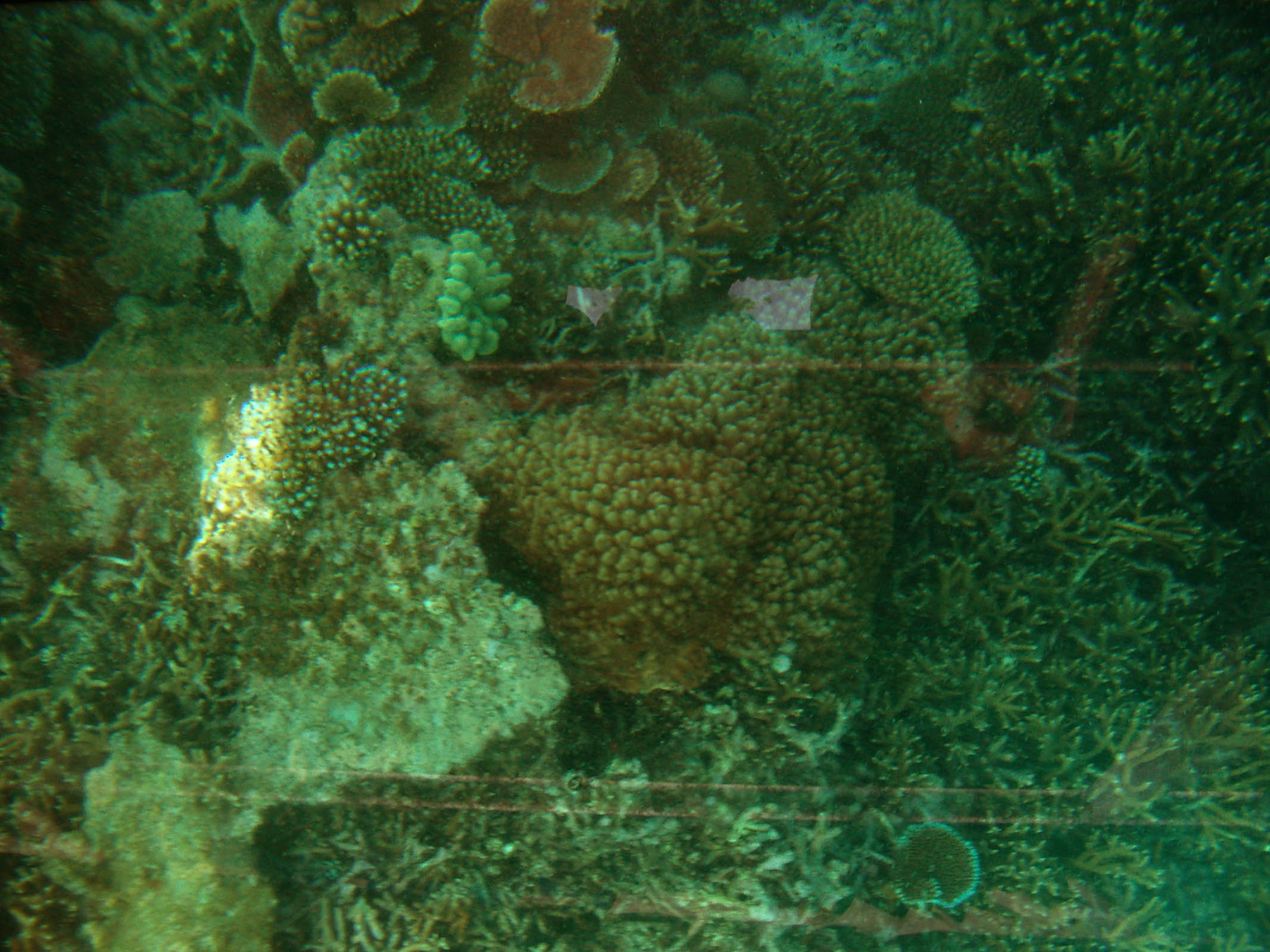 Outra foto com plantas do mar