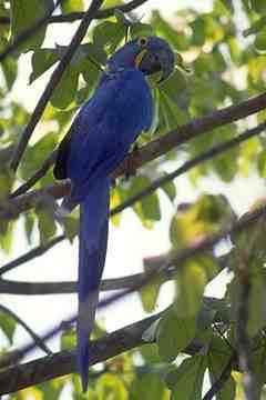 Arara Azul da Amazonia- em extinção