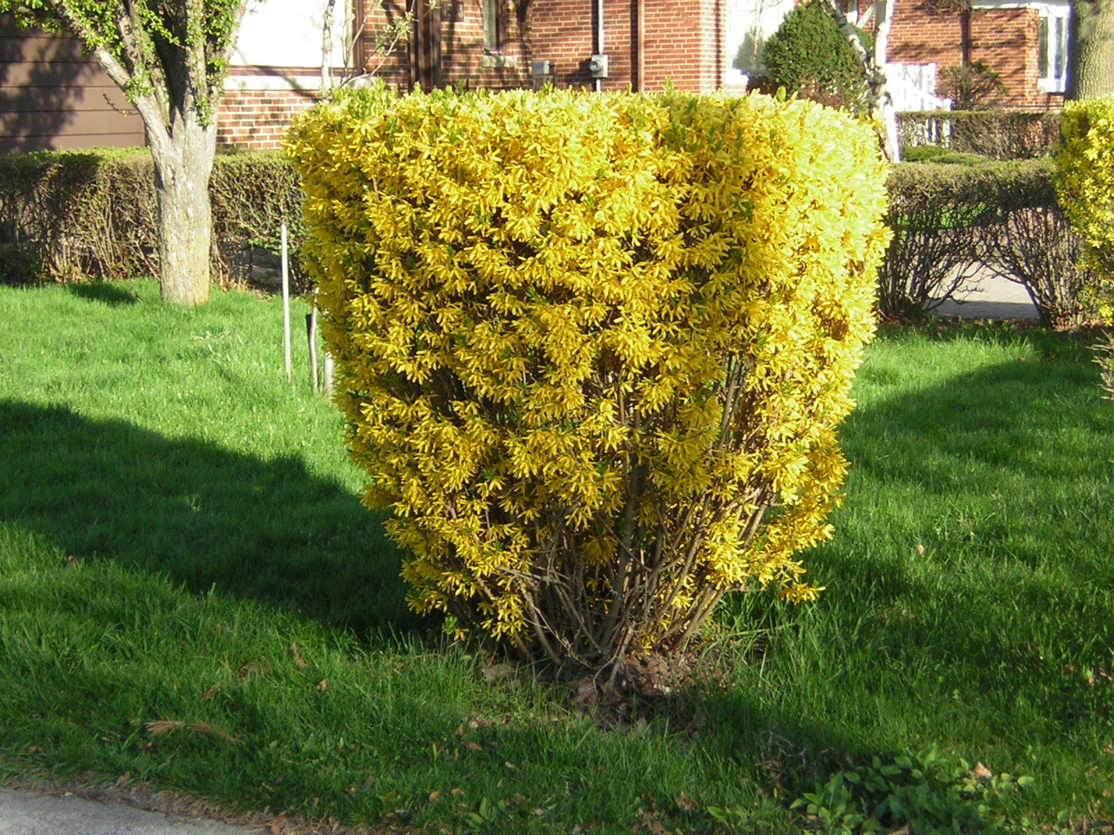 Não é escovas ou charas mas é pareçido e são bonitas em amarelo