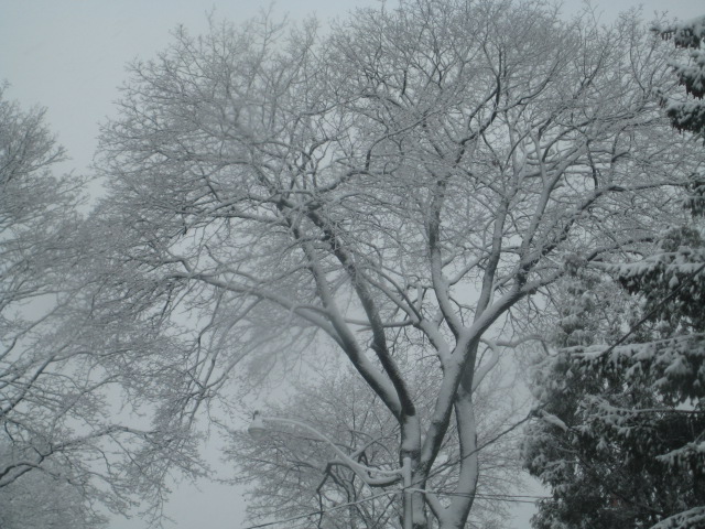 e continua nevando