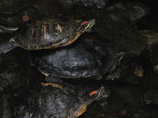 Algumas tartarugas na agua