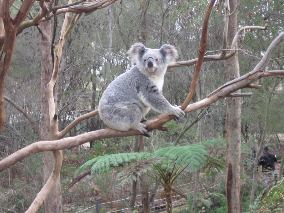 um animal chama-se koala muito amigo das pessoas