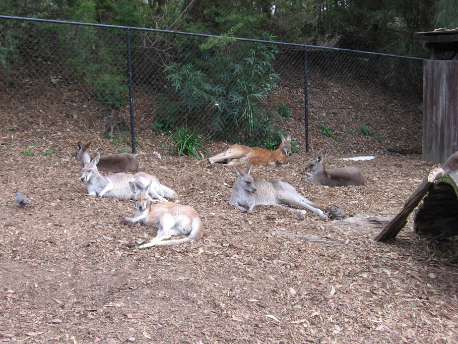 um grupo de kangaroos a descansar