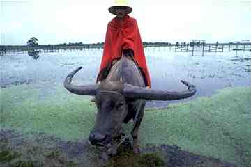 Bufalo e homem Pantaneiro-ILha do Marajó-Pará