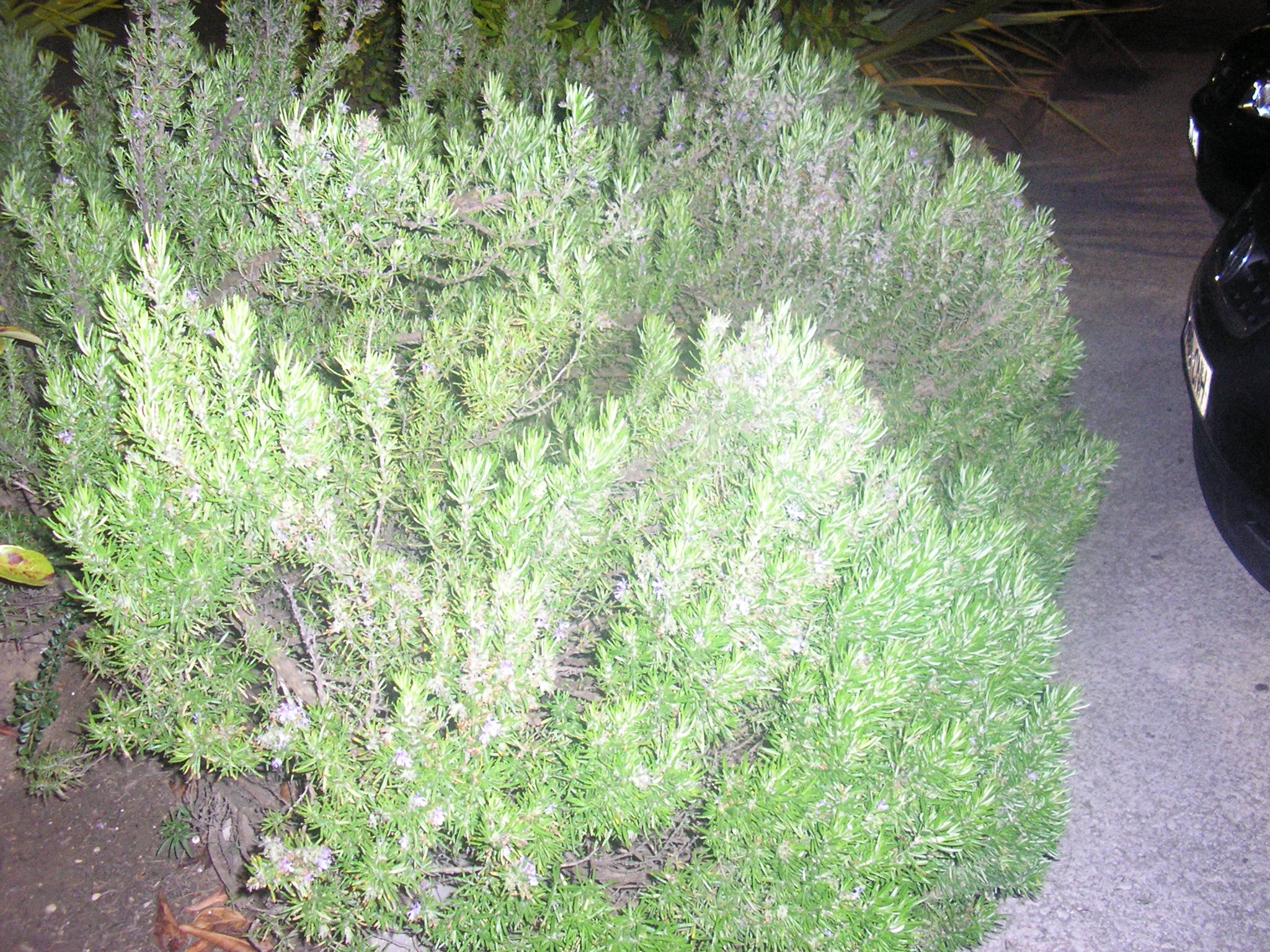 e a saida le tirei uma foto a uma planta de rosmaninho ,que estaba bem ermosa.