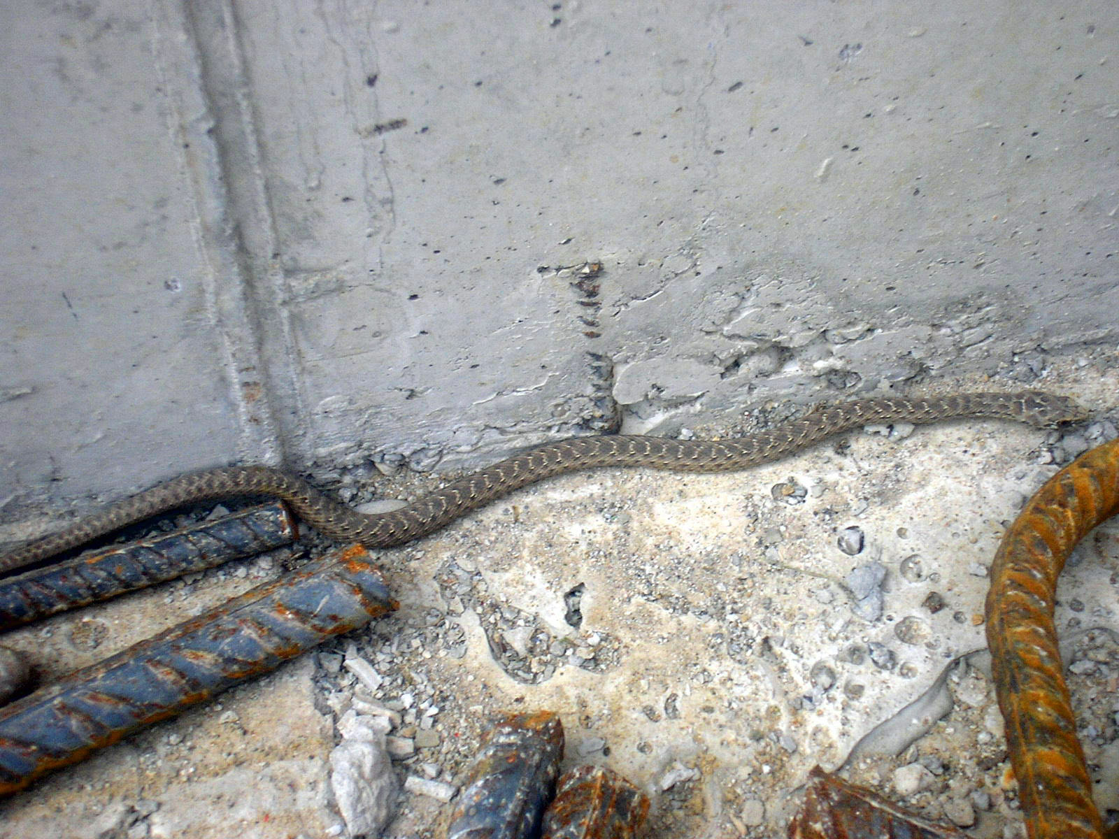 tambem vi uma cobra .pequena mas daba medo .estaba dentro da obra .