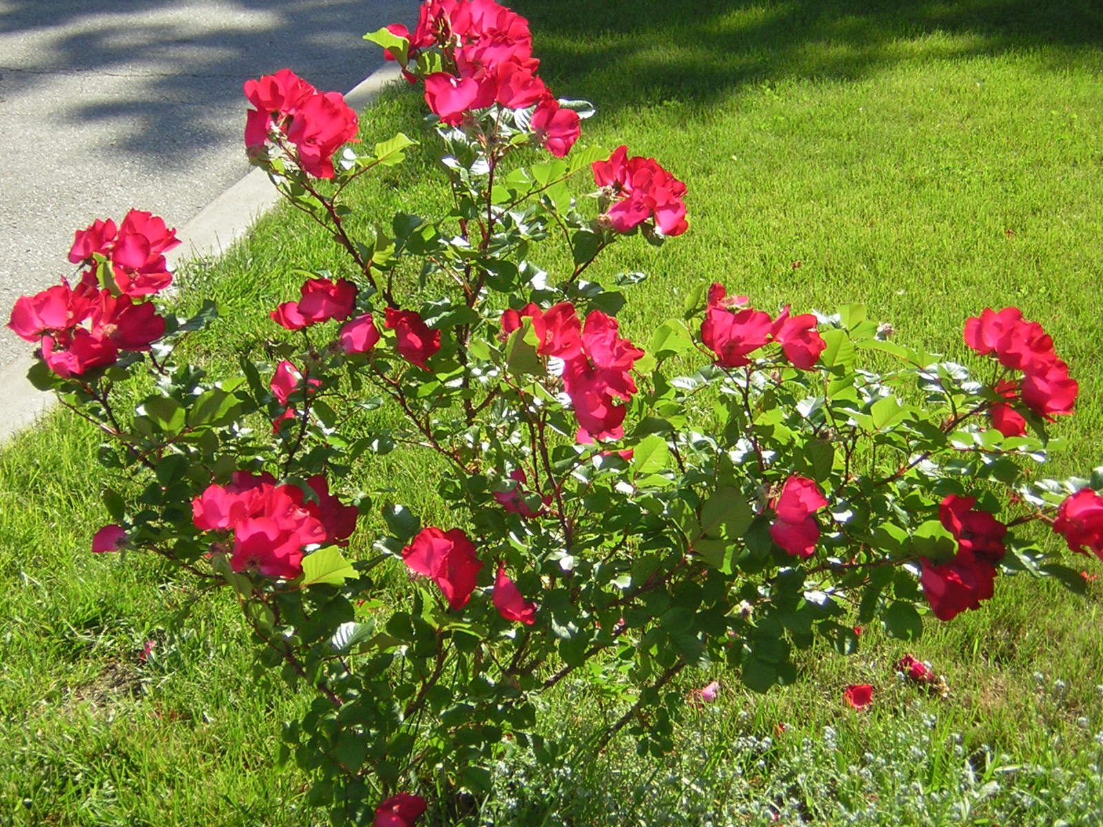 mais flores