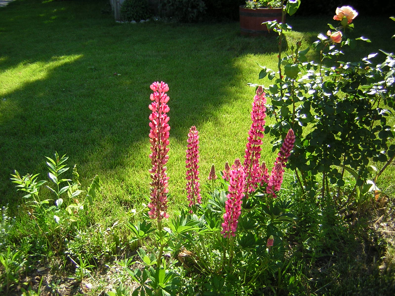 mais flores