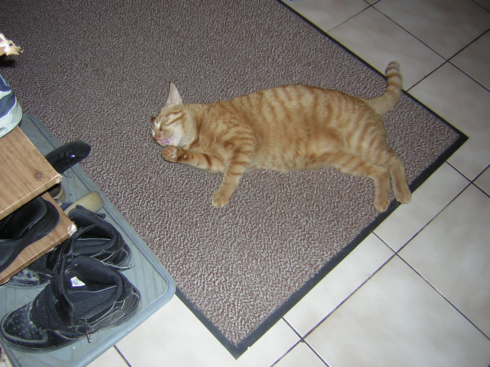 este e' o gato de Aniceto chamace deco