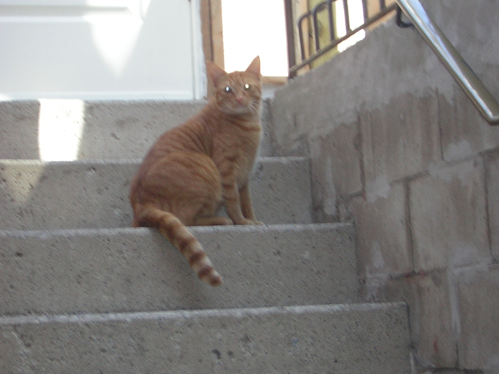 aqui os olhos do gato brilhao mais que os do dono